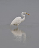 GREAT EGRET