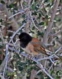 darkeyed junco.jpg