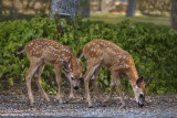 Fawns