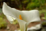 Calla Lily Profile