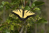 Tiger Swallowtail