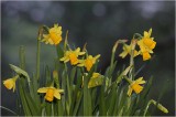 Daffodils in August