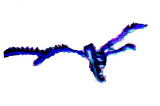 The coloured version
