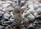 Young hen making the most of a cooler spot