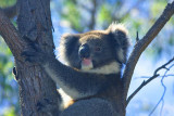 Blue sky and Curly and Koala