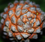 Fibonacci effect
