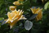 A yellow rose