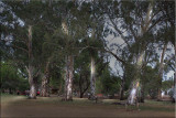 Footsteps in a favourite park