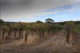 More of the vines