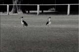 Ibis on the oval