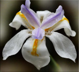 Wild iris 