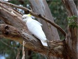 Sulphur-crested cockatoo in tree