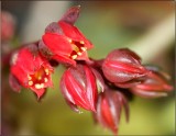 Succulent flowers