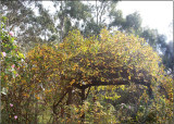 Archway of climbing roses