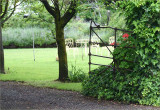 Ivy covered gate