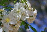 Himalayan Musk