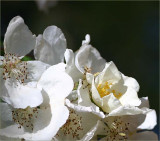 Himalayan Musk