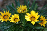 Gazania