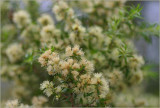 Snow in summer 1