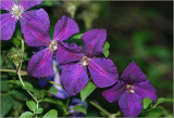 Clematis