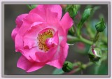 It's pink