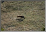 CHALLENGE - TWO horses grazing