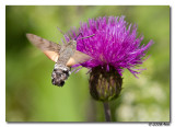 Macroglossum stellatarum