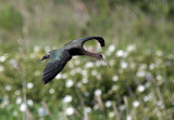 Glossy Ibis