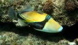 Triggerfish