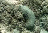 Sea Cucumber