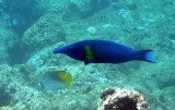 Male Bird Wrasse
