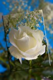 White Rose