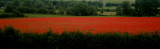 June 21 2009:<br>Passing Poppies
