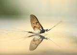 A Mayfly in May