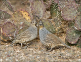 Scaled Quail