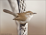 Bewicks Wren