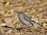 Blue-Gray Gnatcatcher