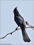 Phainopepla