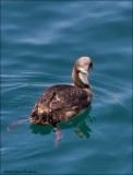 Pacific Loon