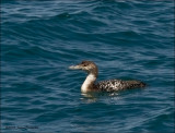 Common Loon