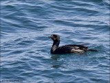 Brandts Cormorant