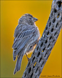 House Finch