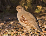 Gambels Quail