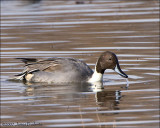 Northern Pintail