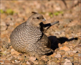 Scaled Quail