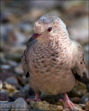 Common Ground-Dove