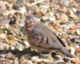 Common Ground-Dove