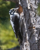 Three-toed Woodpecker