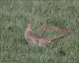 Ring-necked Pheasant