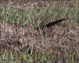 Ring-necked Pheasant